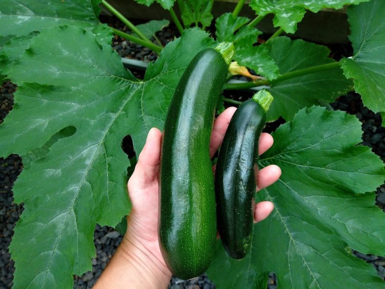 Thumbnail of post image 047